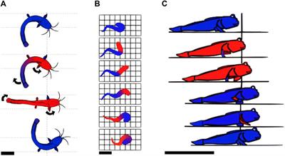 Maneuvering on non-Newtonian fluidic terrain: a survey of animal and bio-inspired robot locomotion techniques on soft yielding grounds